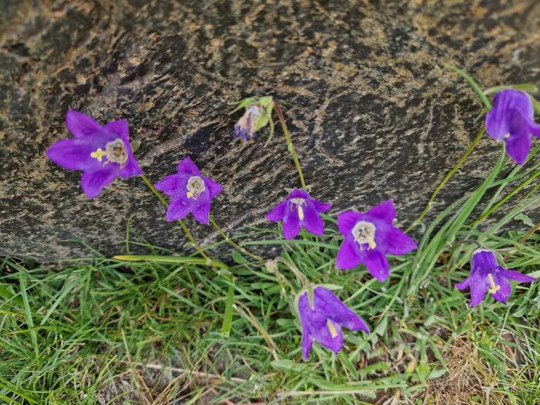 Ararat Flors